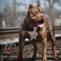 Dog Featured Image