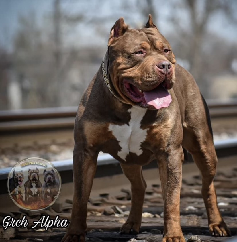Dog Featured Image