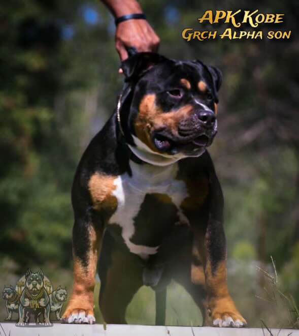 Dog Featured Image