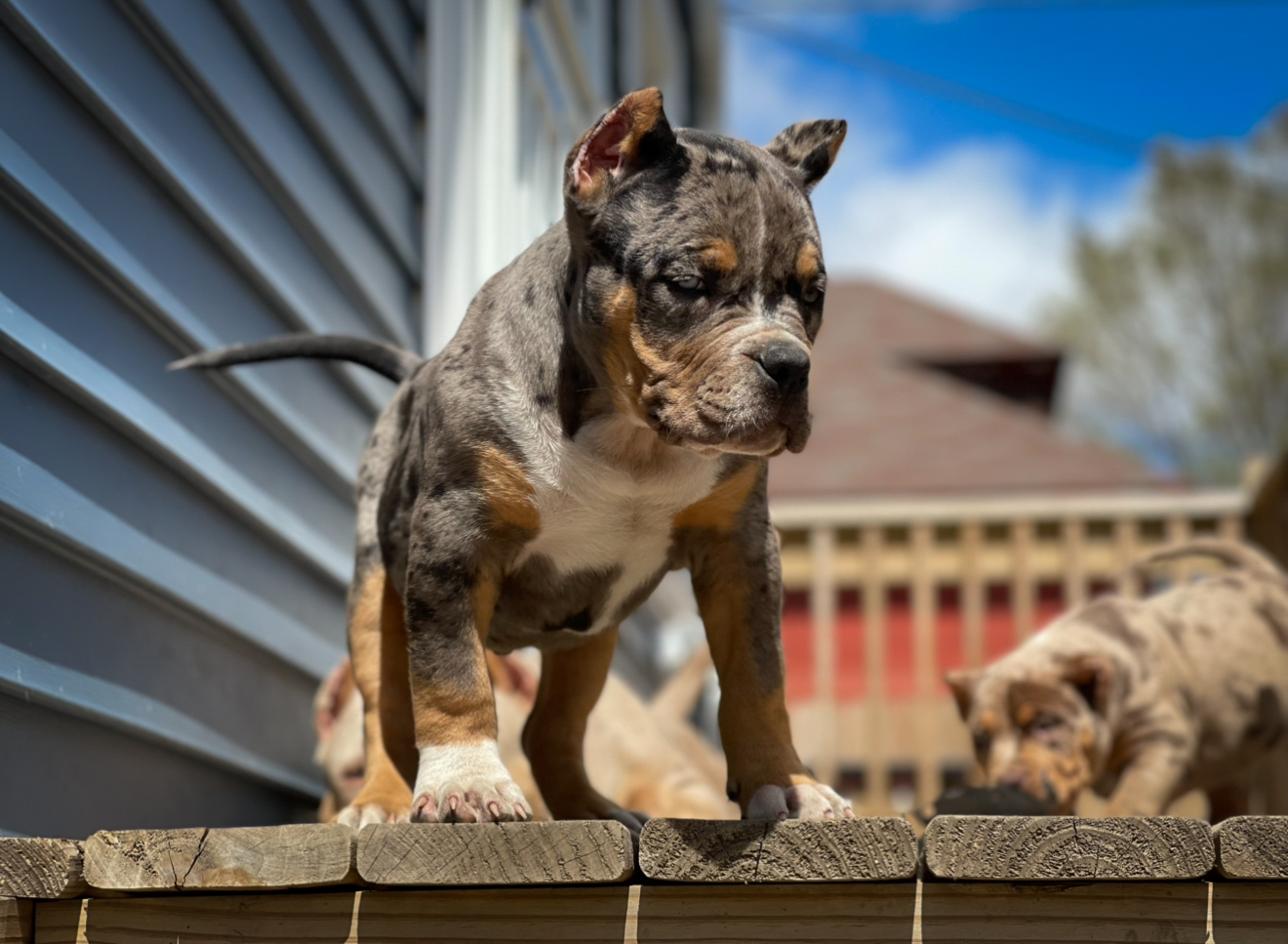 Dog Featured Image