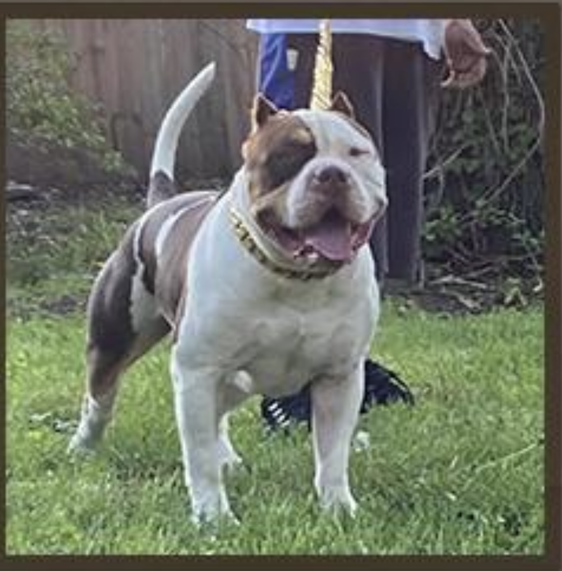 Dog Featured Image