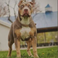 Dog Featured Image
