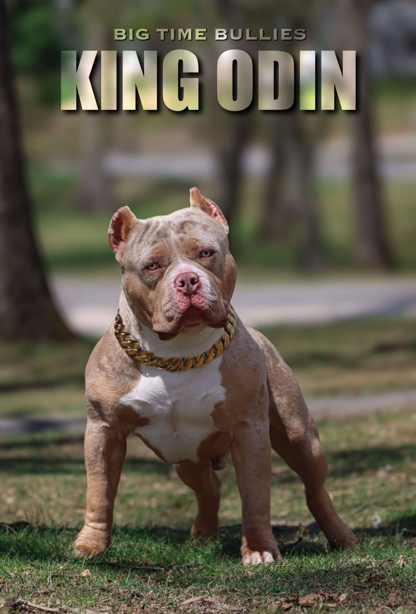 Dog Featured Image