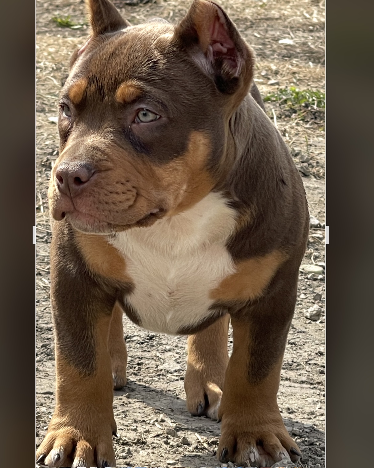 Dog Featured Image