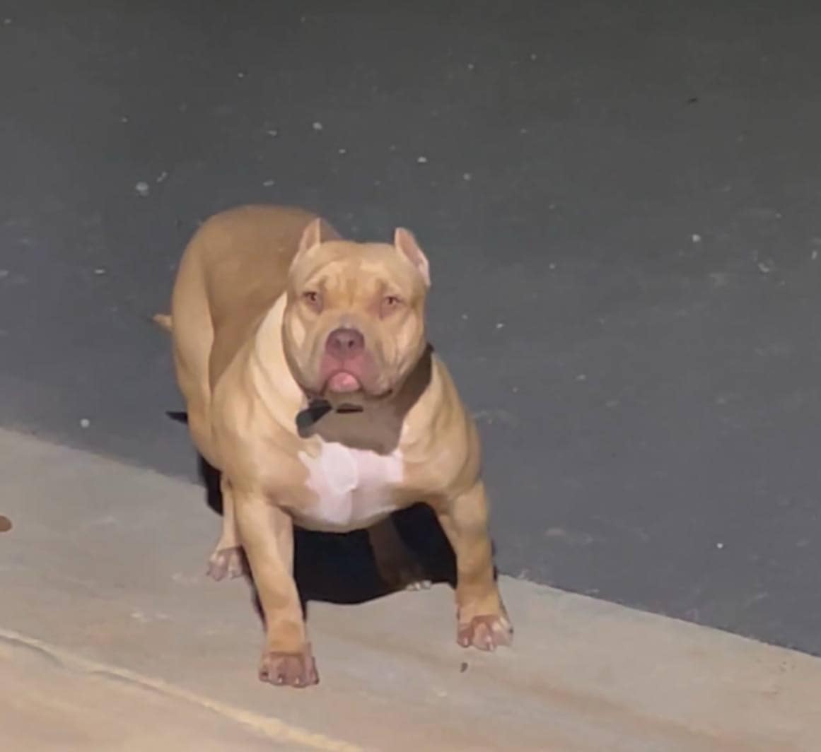 Dog Featured Image