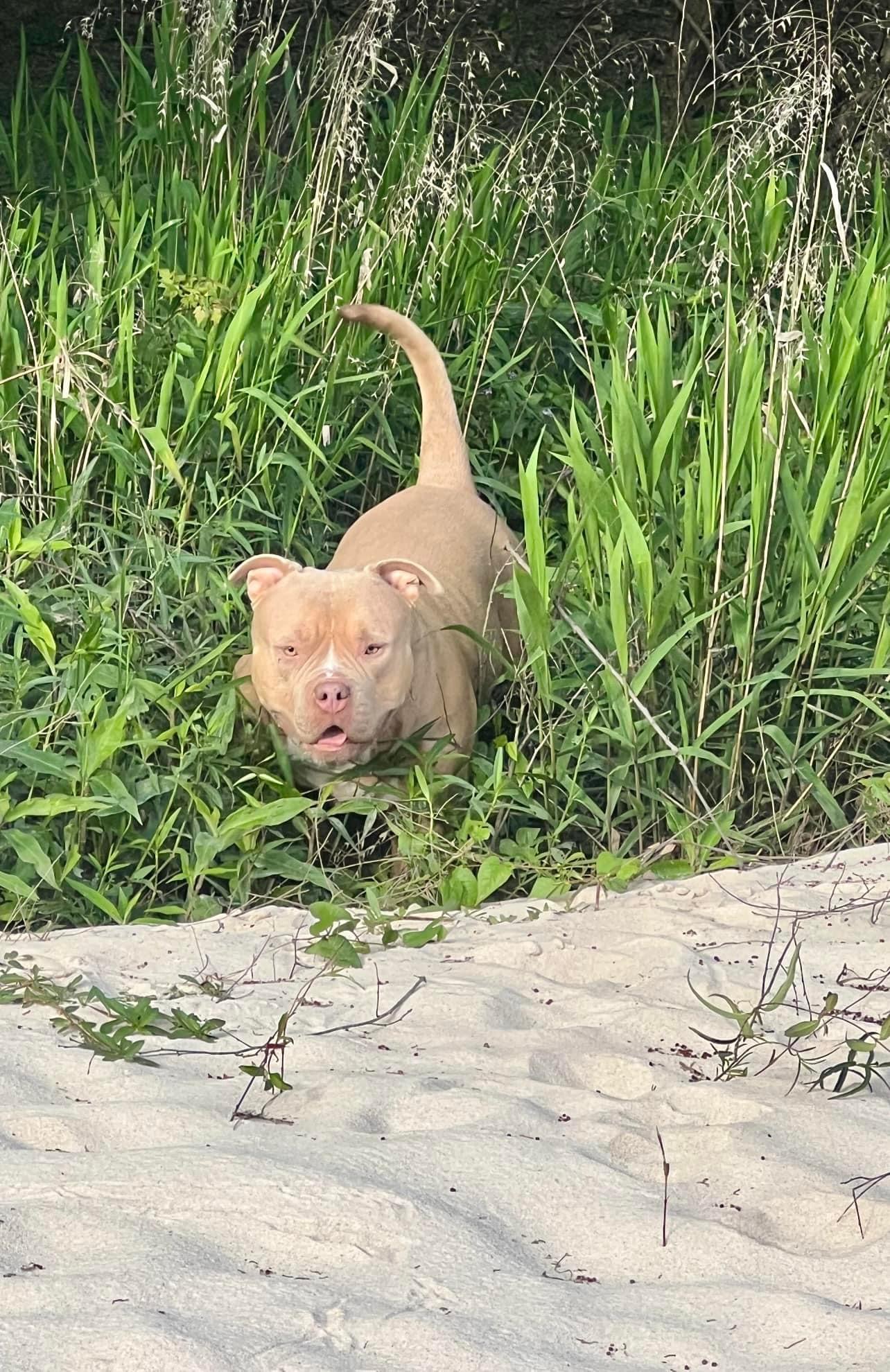Dog Featured Image