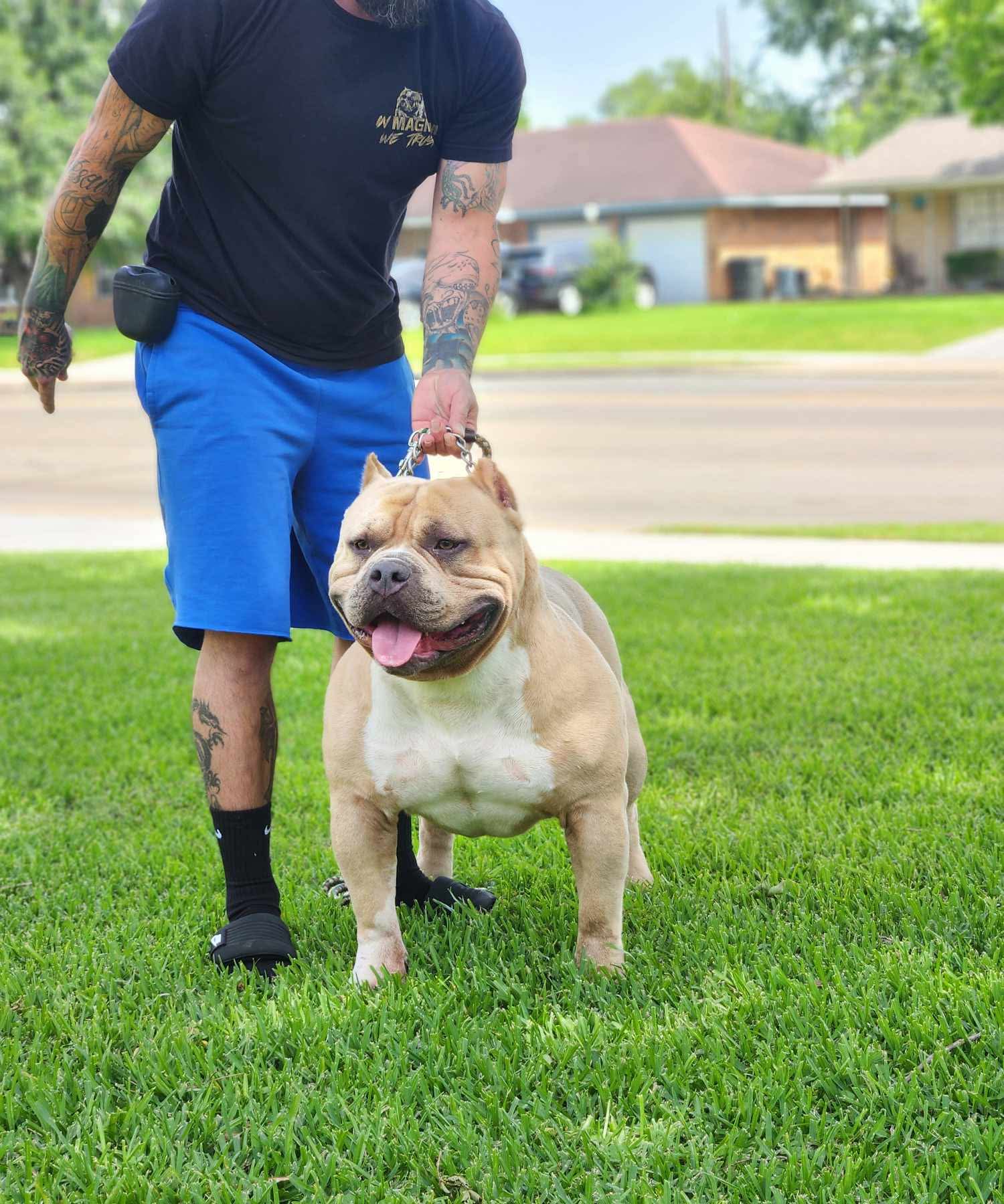 Dog Featured Image