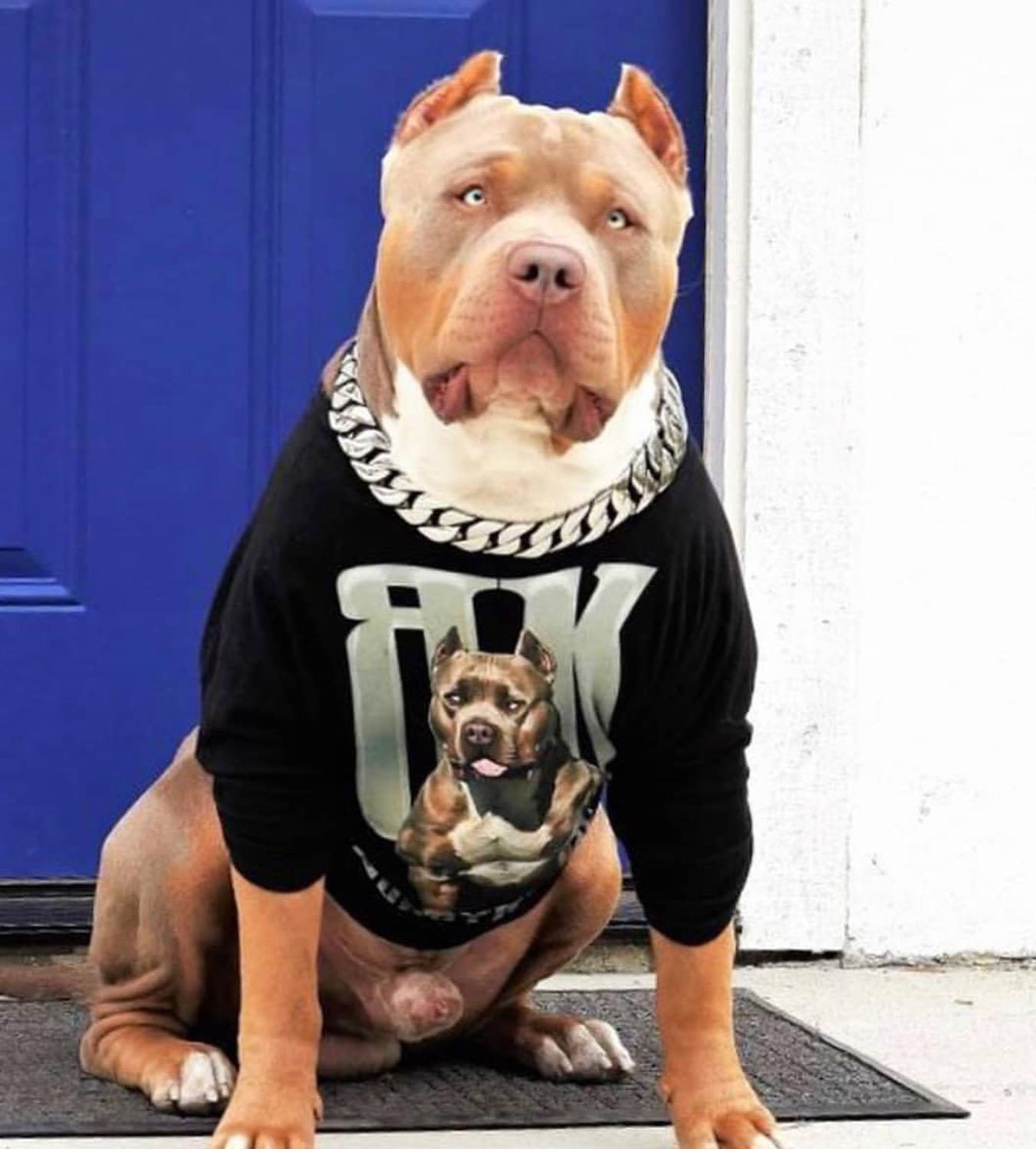Dog Featured Image