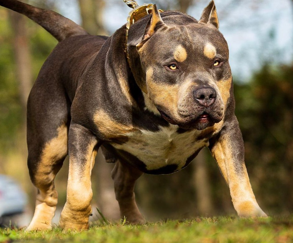 Dog Featured Image