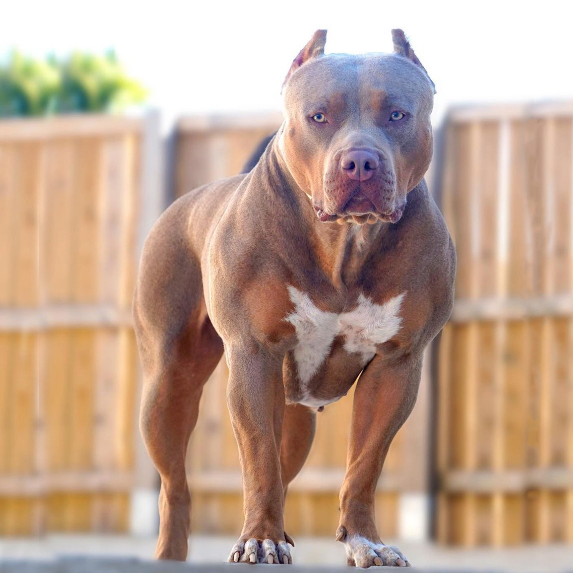 Dog Featured Image