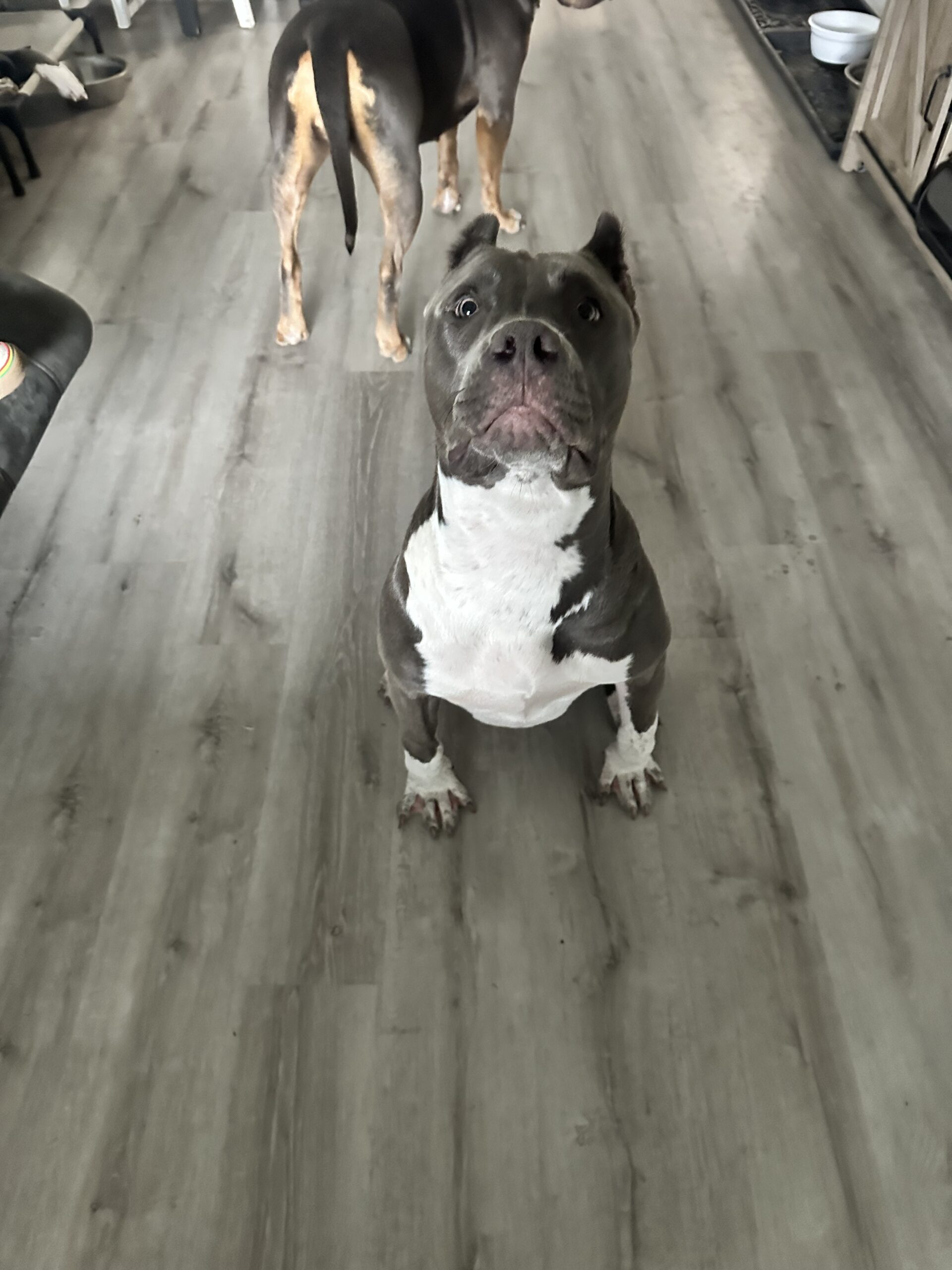 Dog Featured Image