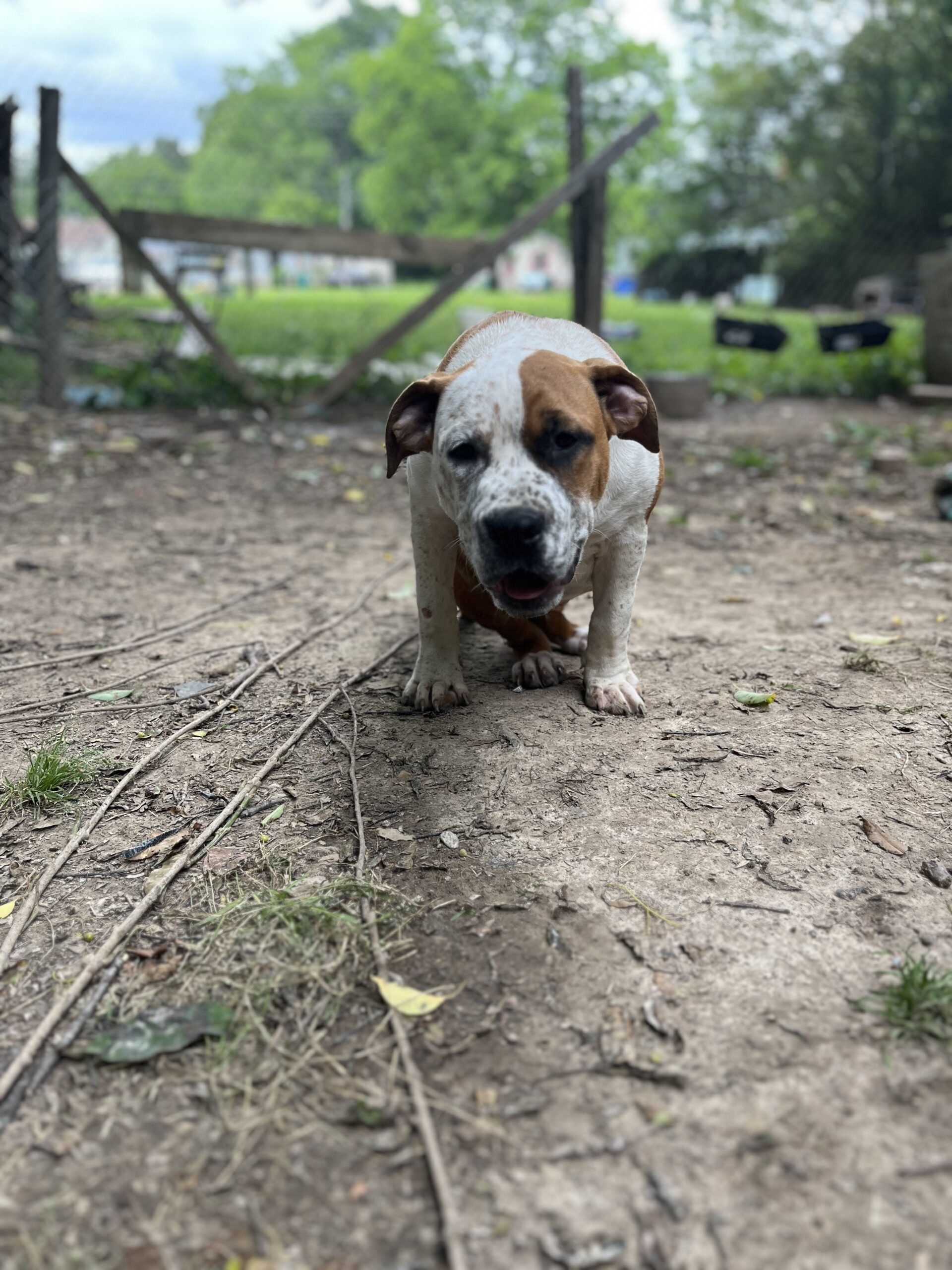 Dog Featured Image