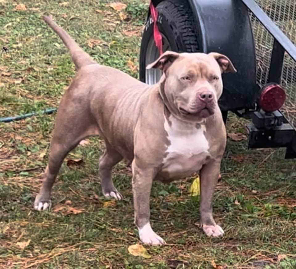 Dog Featured Image