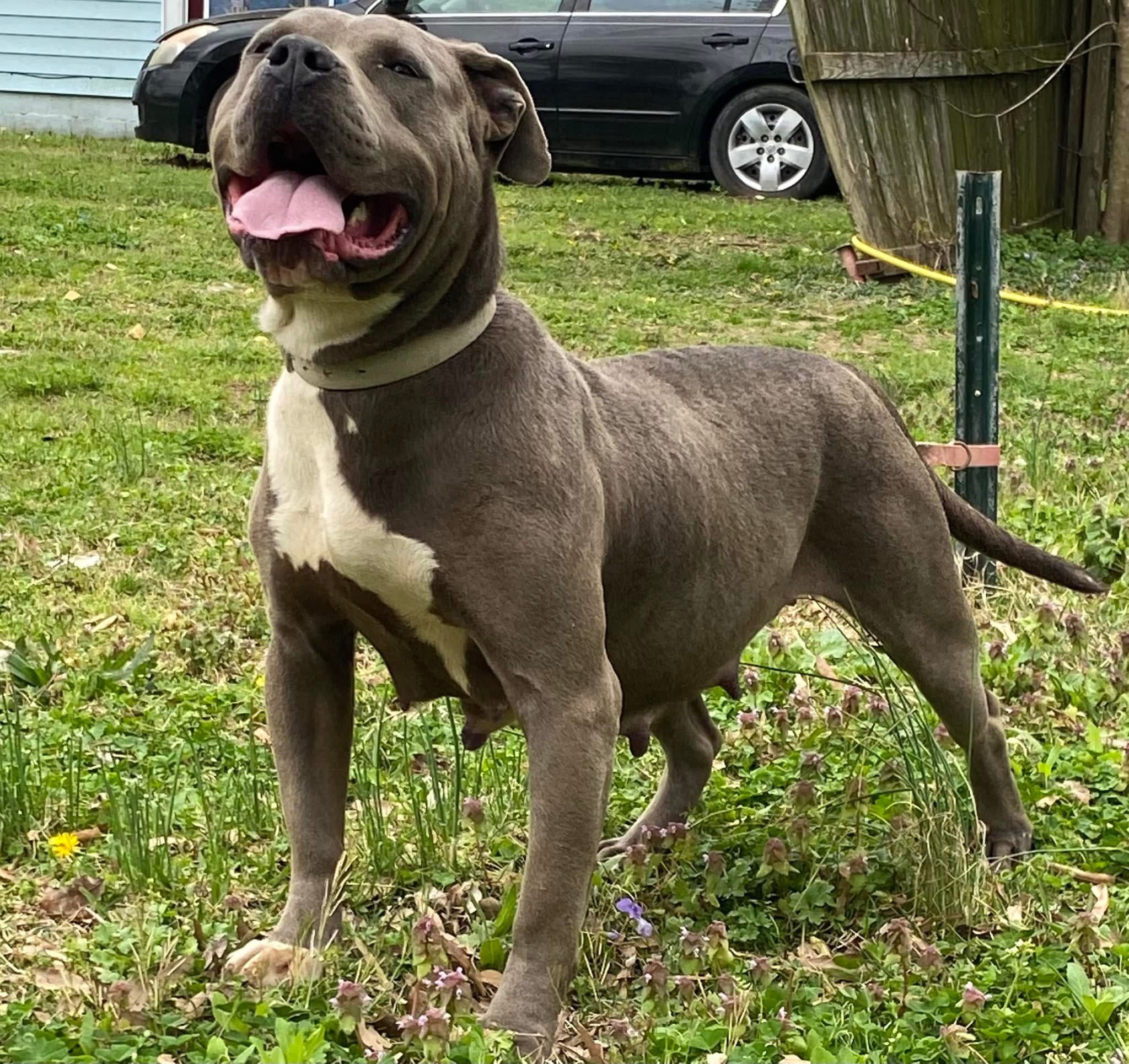 Dog Featured Image