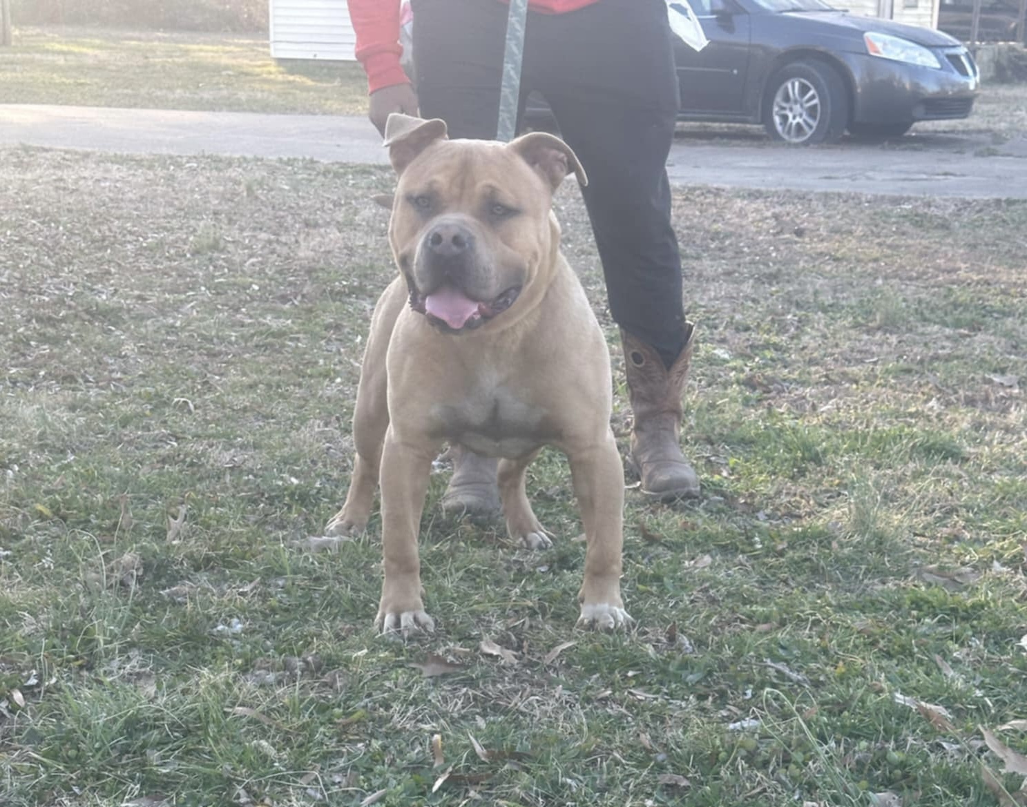 Dog Featured Image