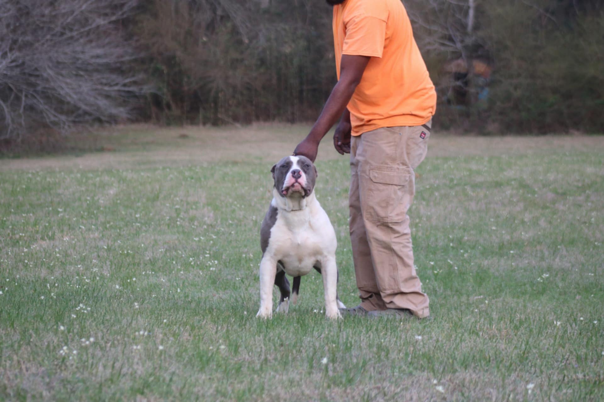 Dog Featured Image