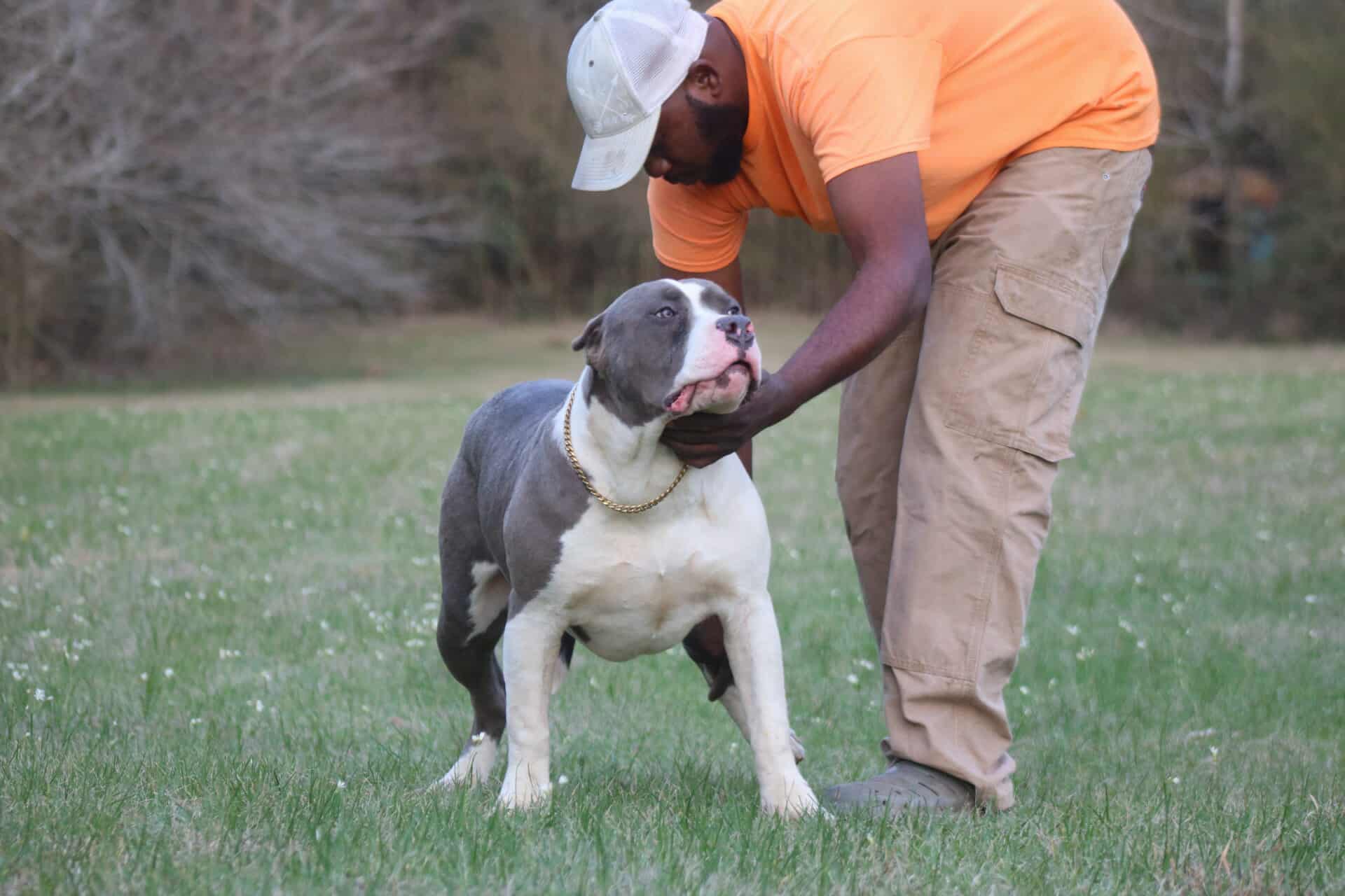 Dog Featured Image