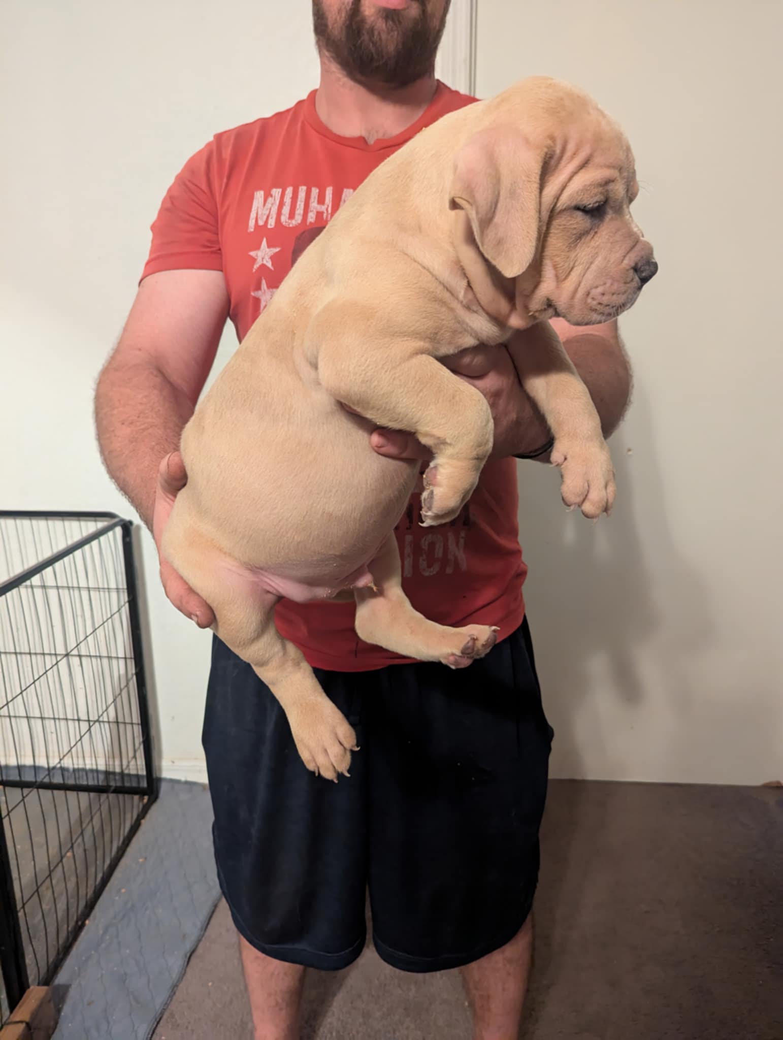 Dog Featured Image