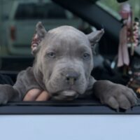 Dog Featured Image