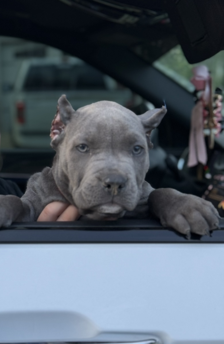 Dog Featured Image