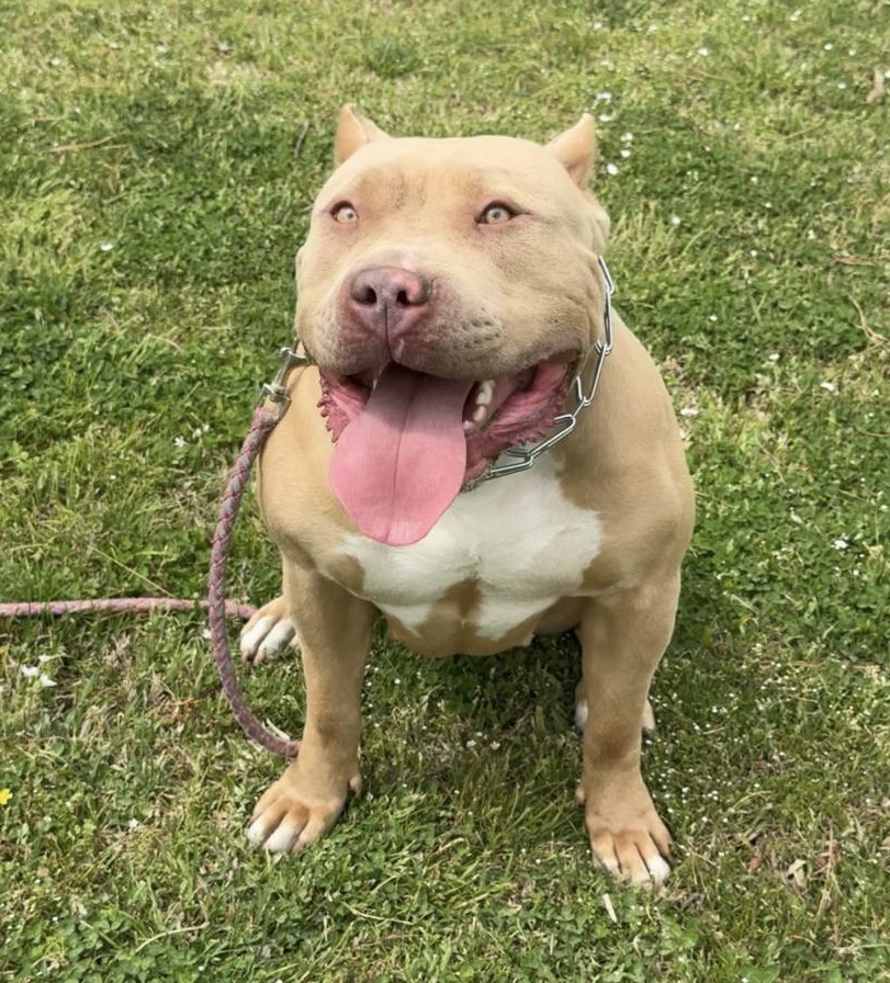 Dog Featured Image