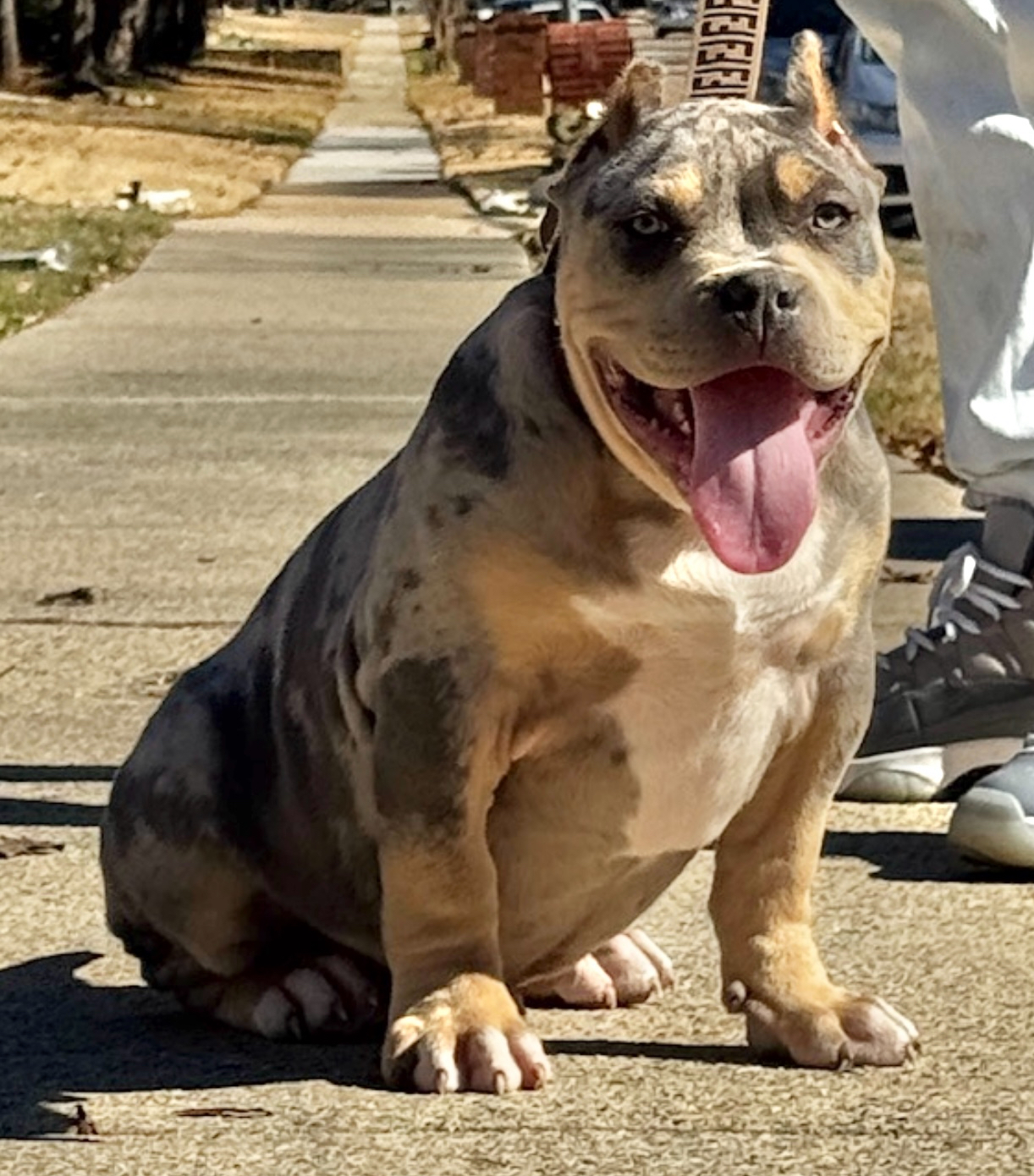 Dog Featured Image