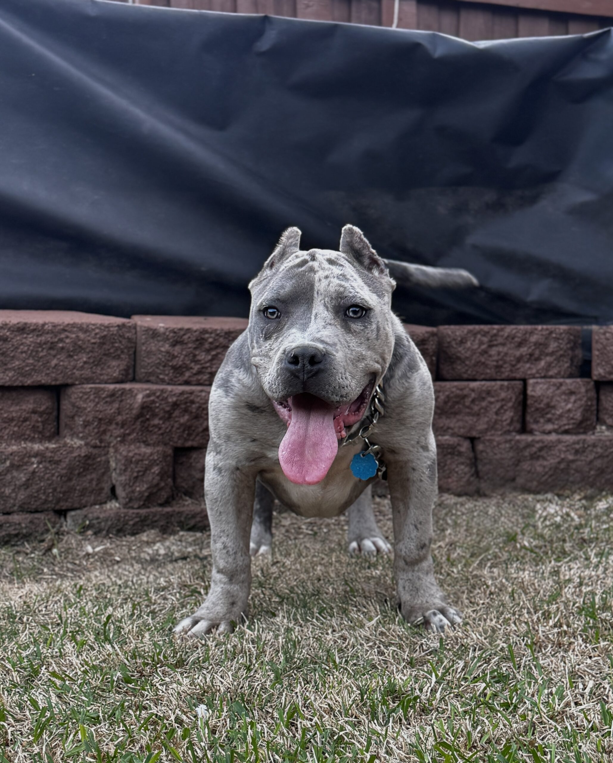Dog Featured Image
