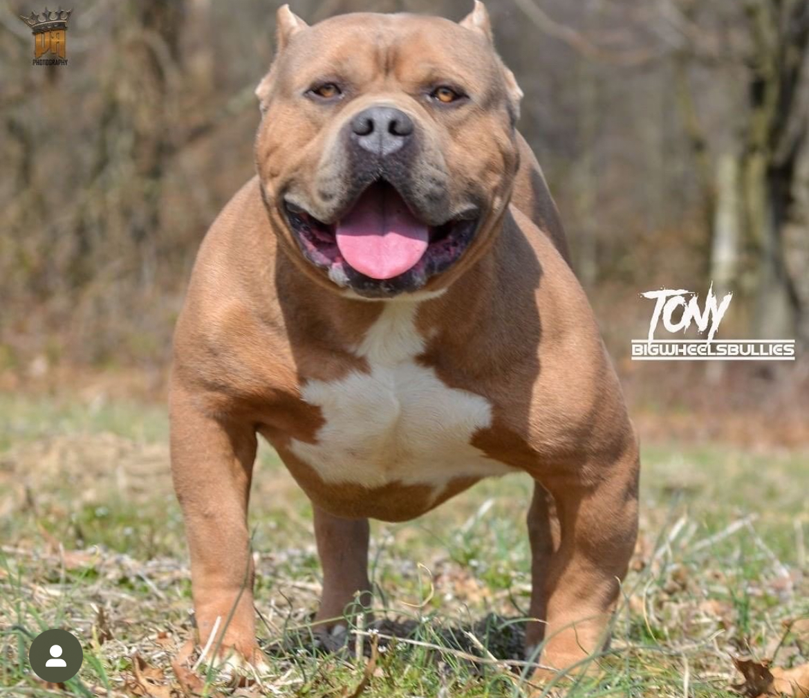 Dog Featured Image