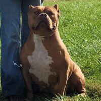 Dog Featured Image