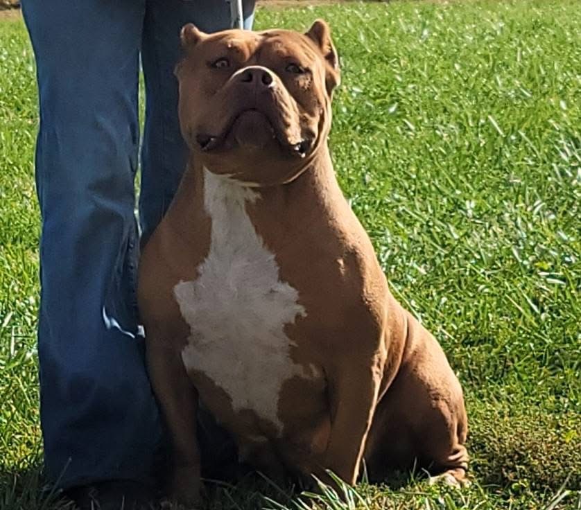 Dog Featured Image