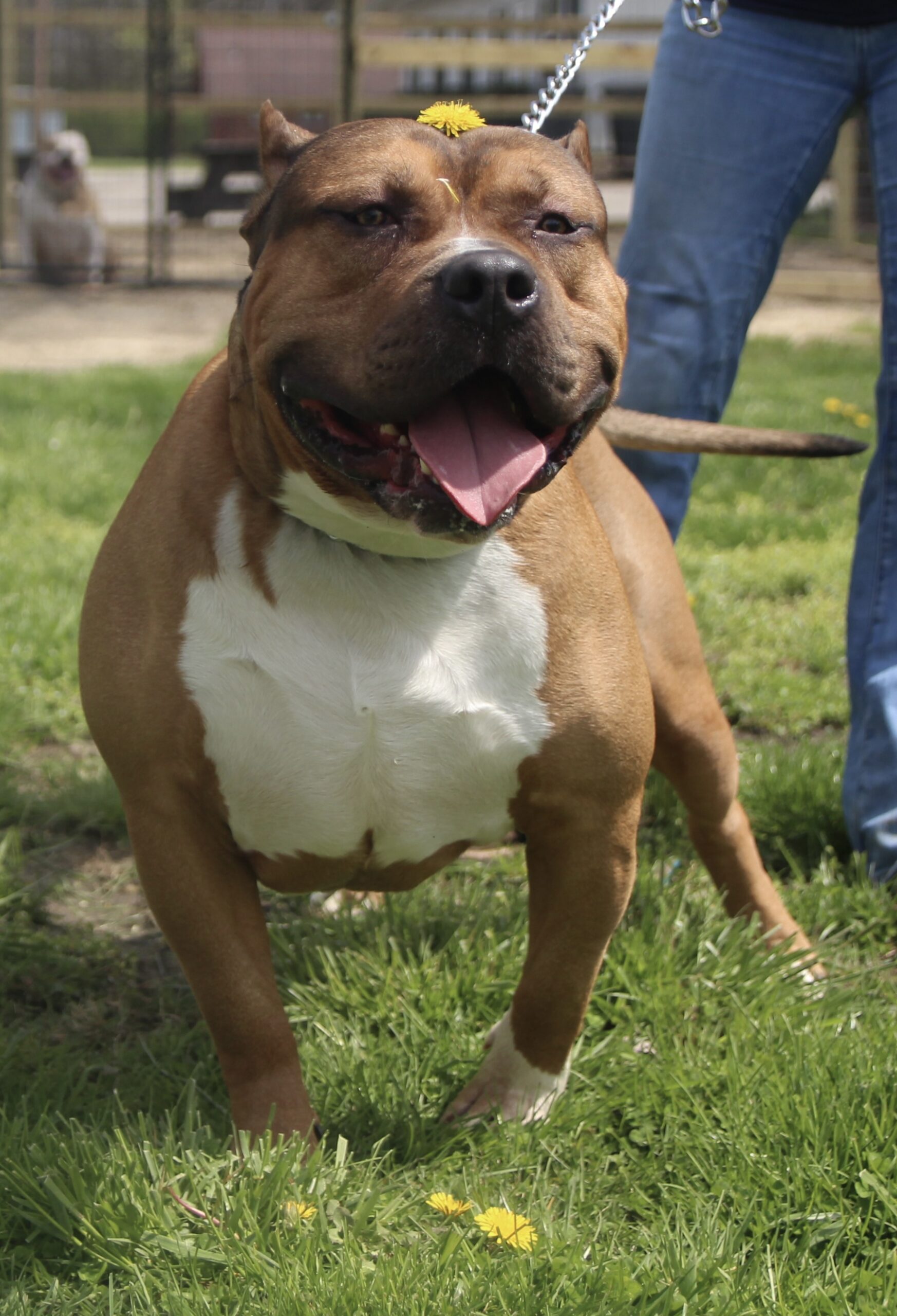 Dog Featured Image