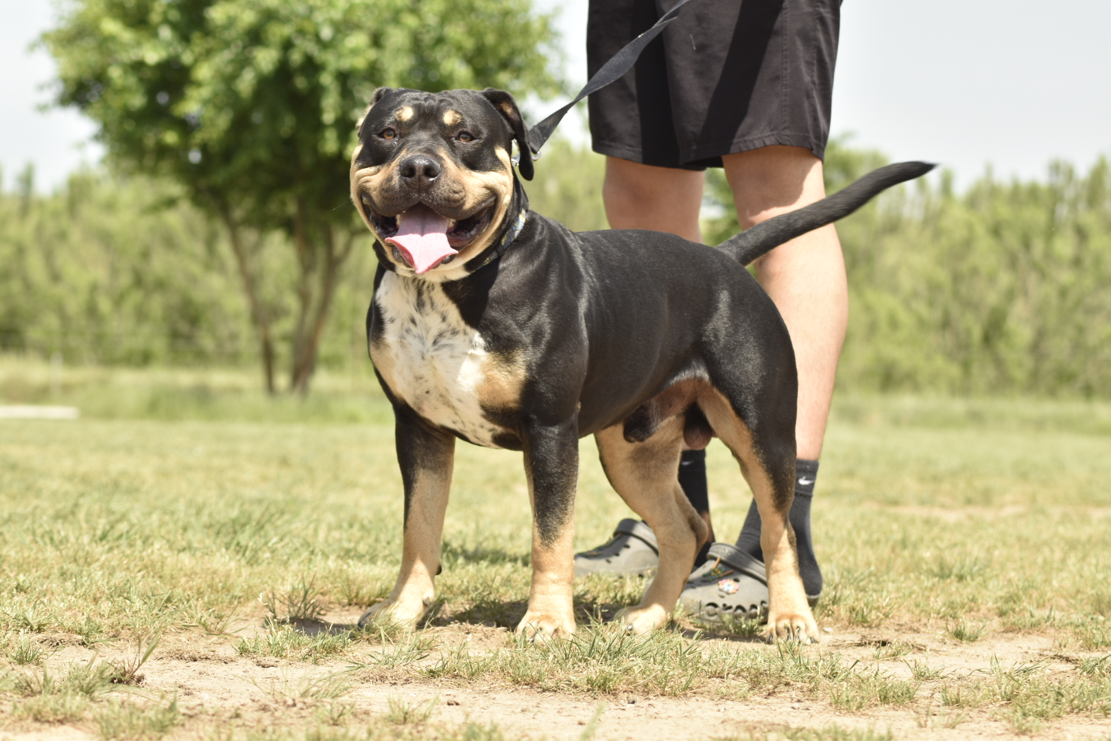 Dog Featured Image
