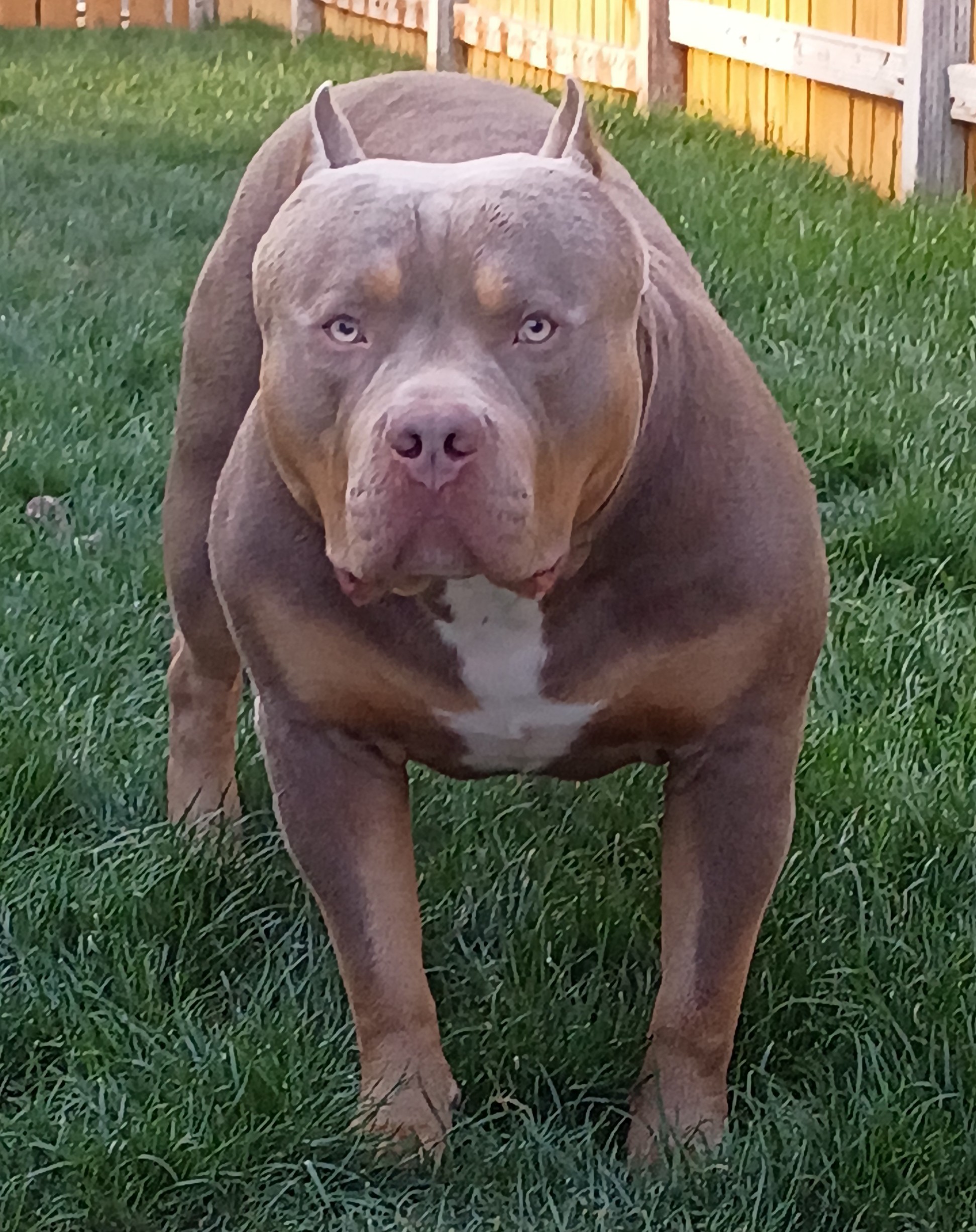 Dog Featured Image