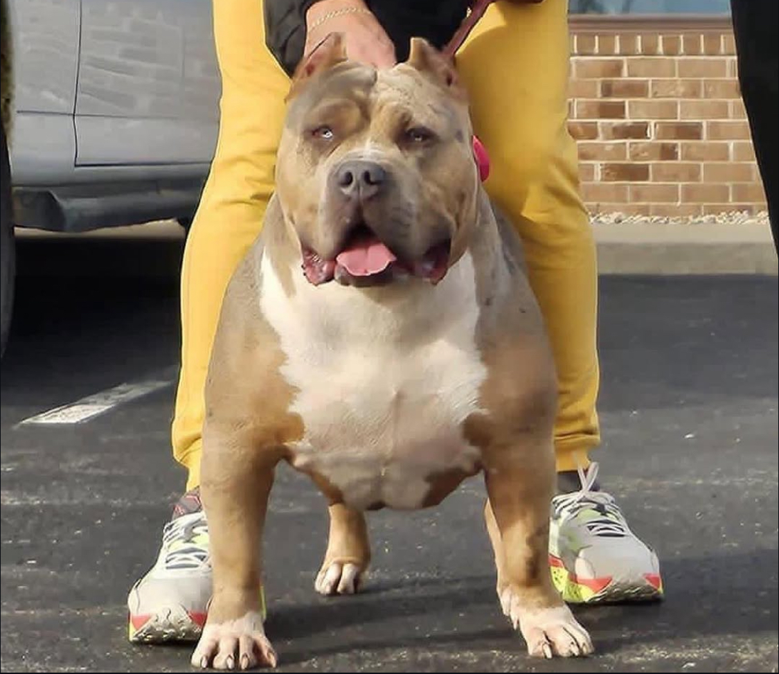 Dog Featured Image