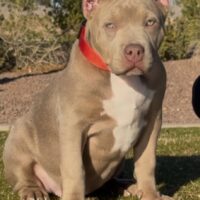 Dog Featured Image