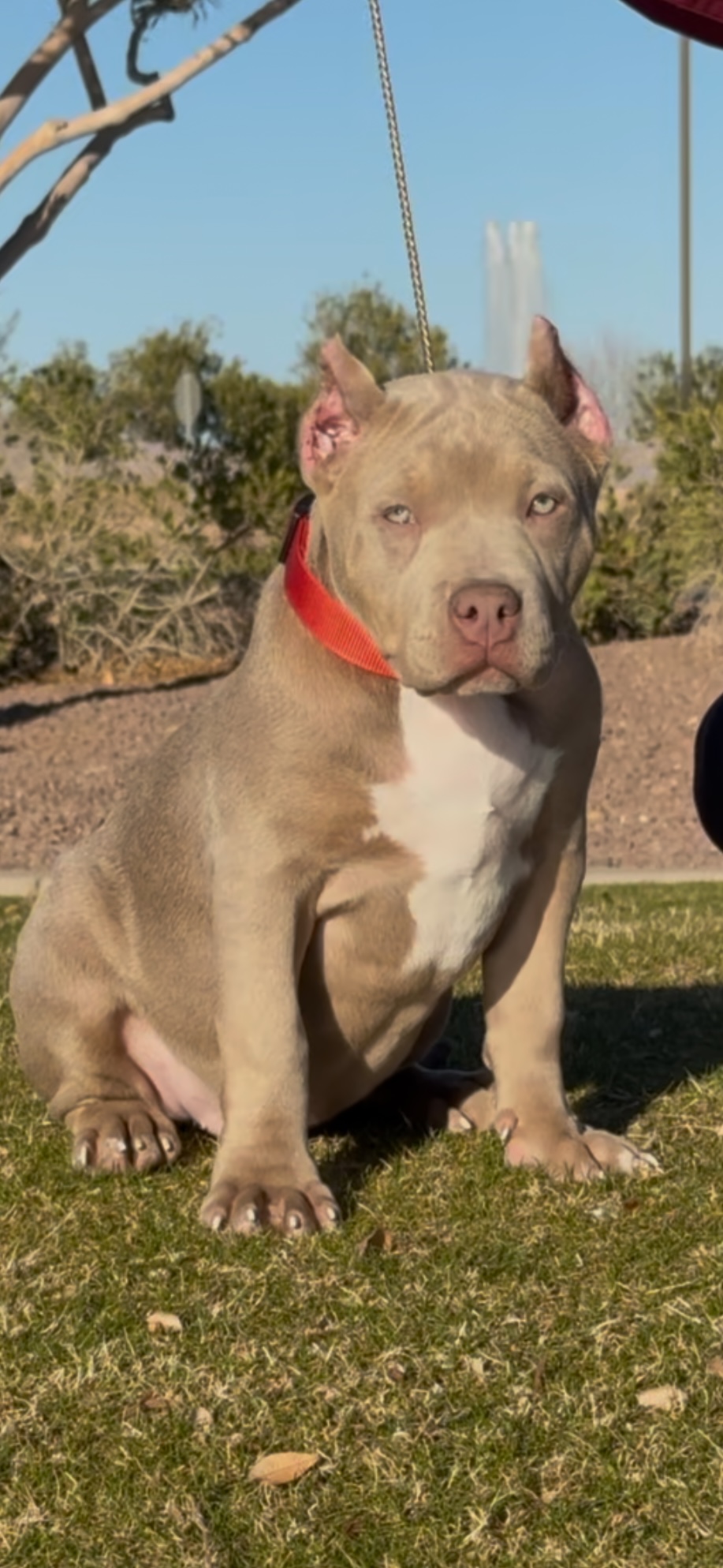 Dog Featured Image
