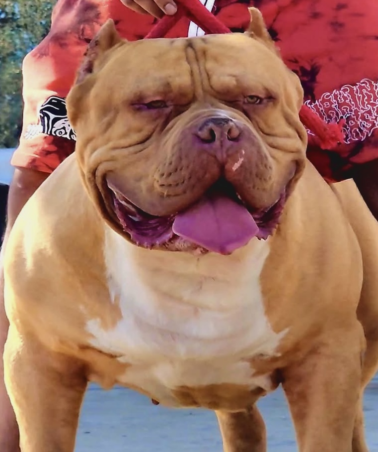 Dog Featured Image