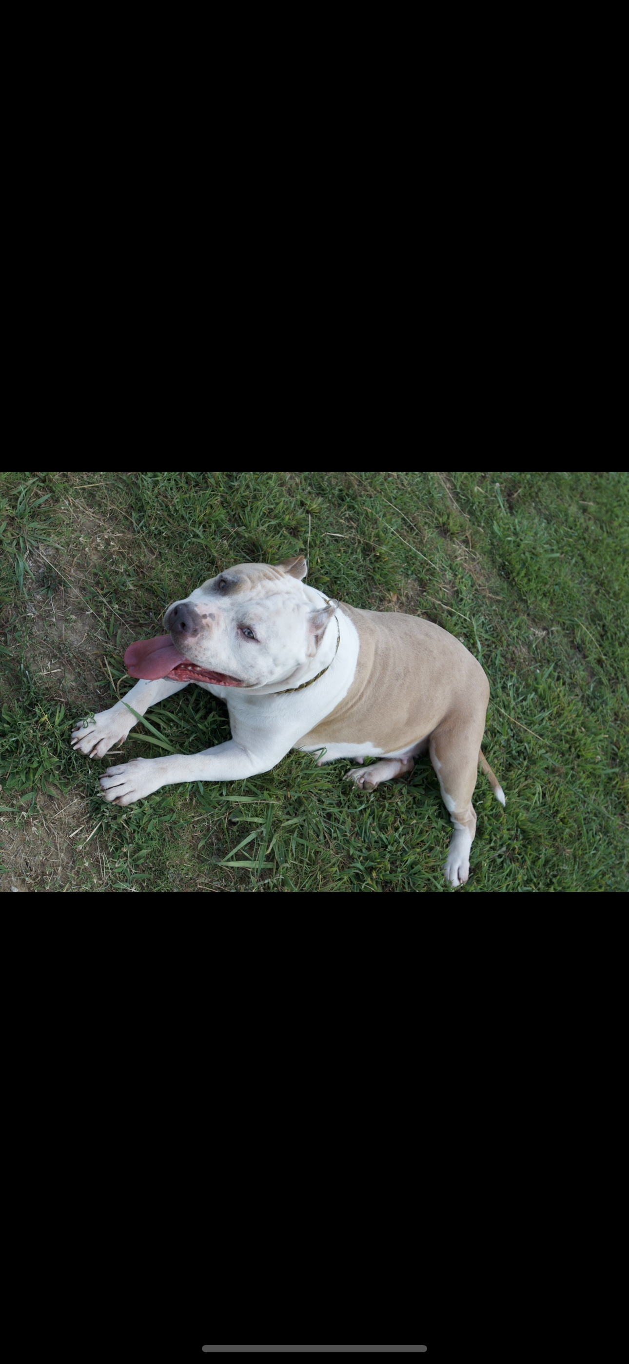 Dog Featured Image