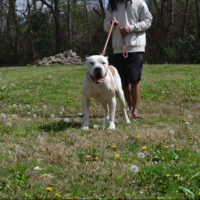 Dog Featured Image