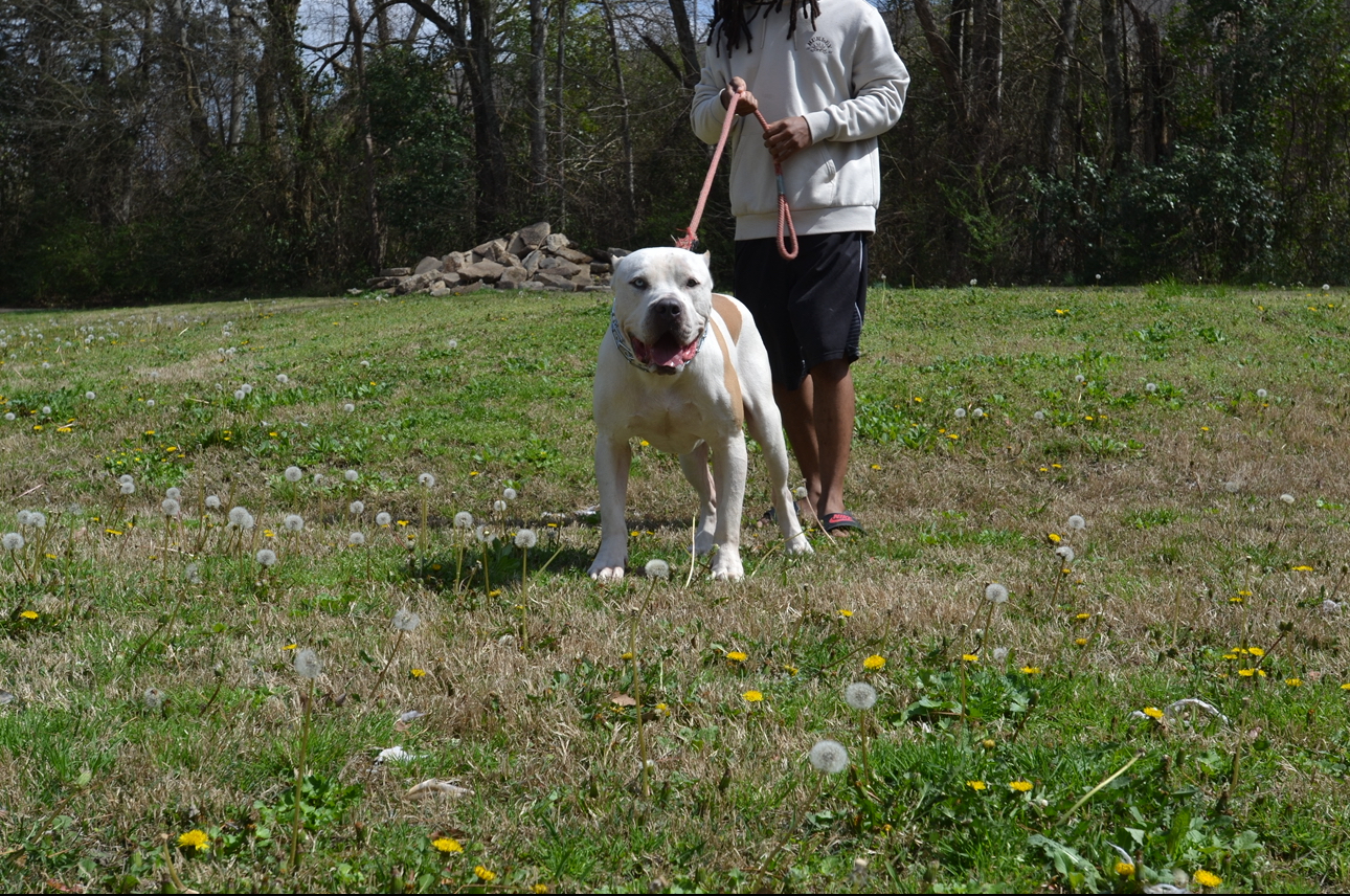 Dog Featured Image