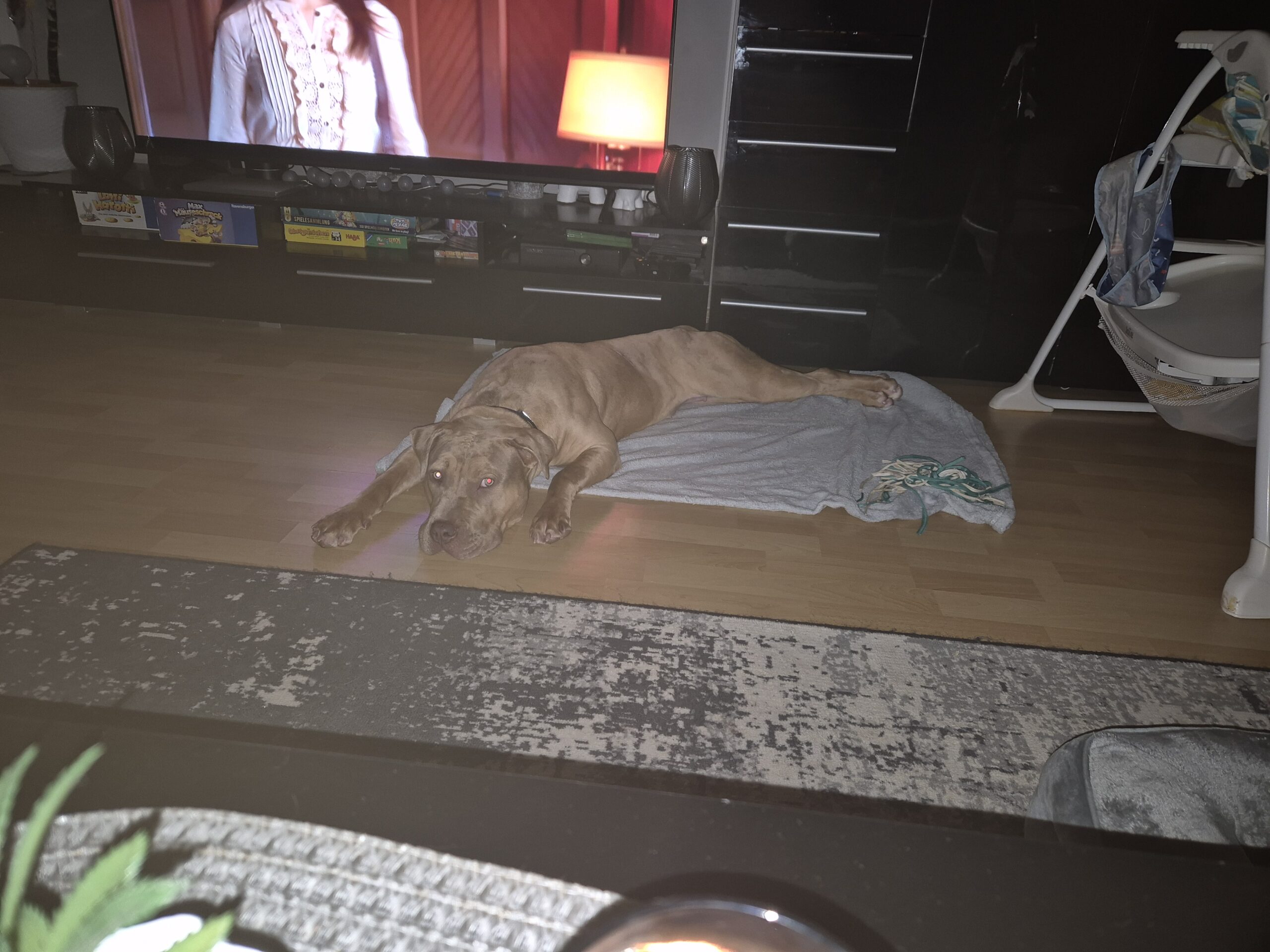 Dog Featured Image