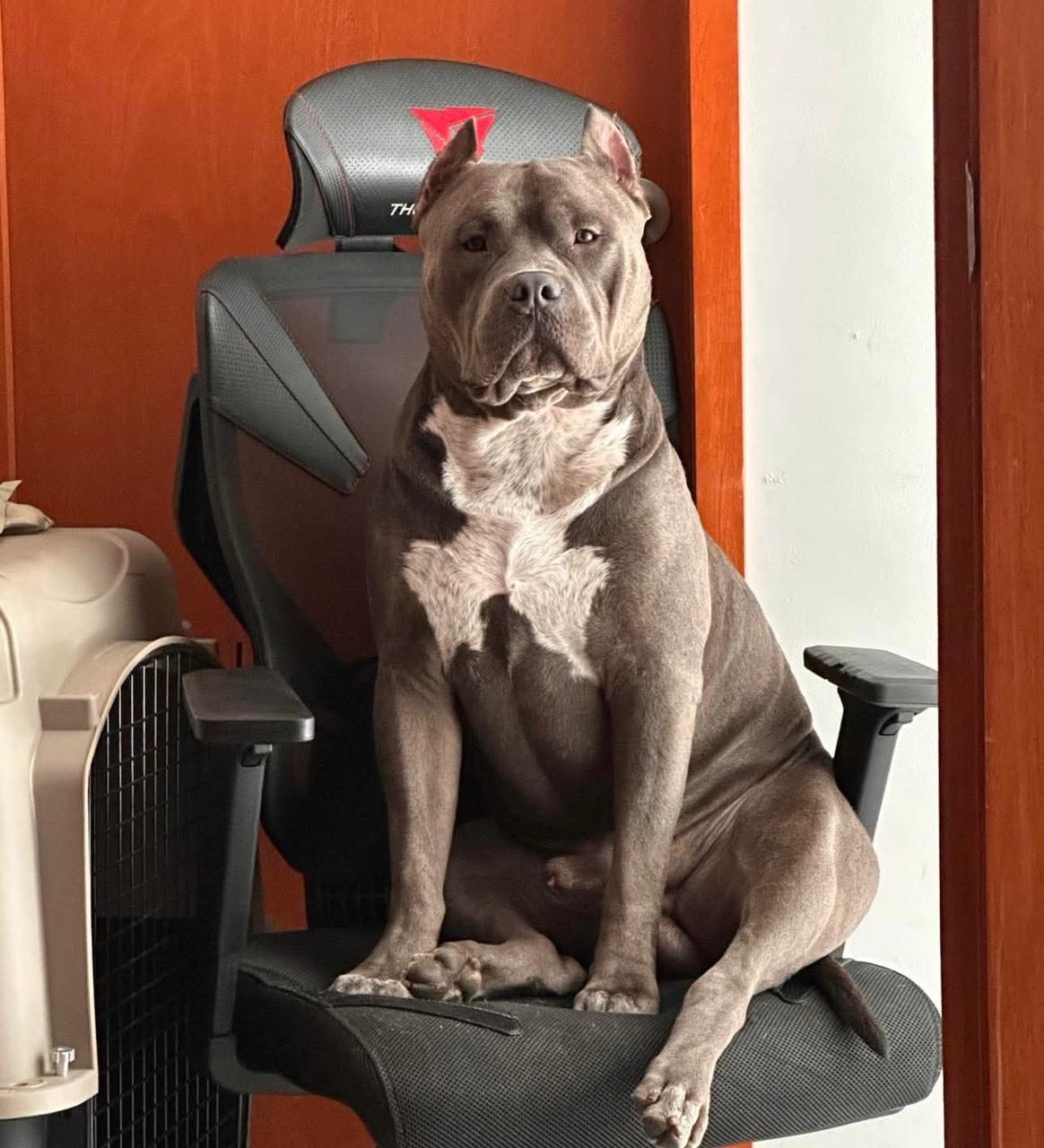 Dog Featured Image