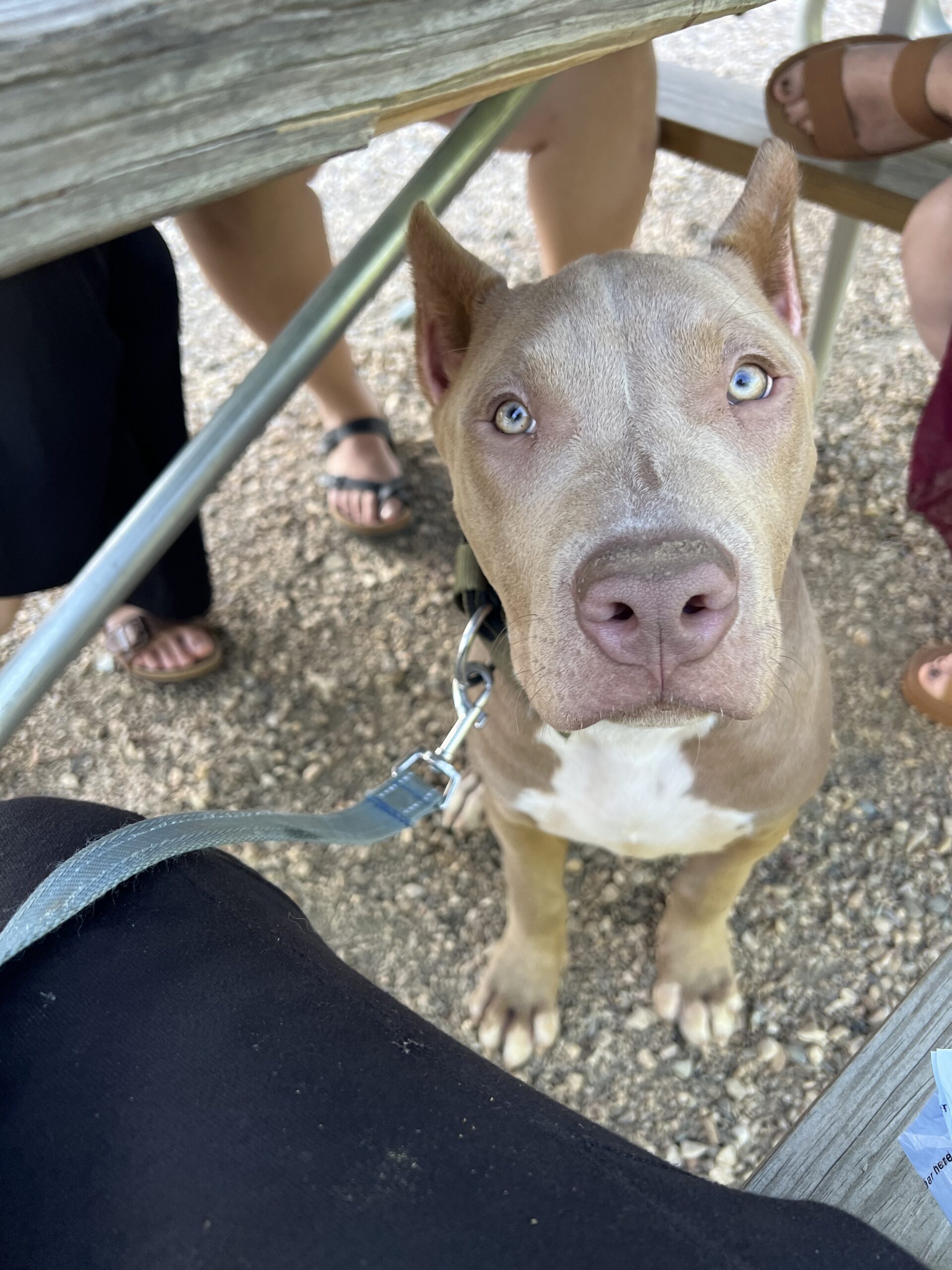 Dog Featured Image