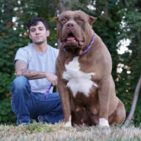 Dog Featured Image