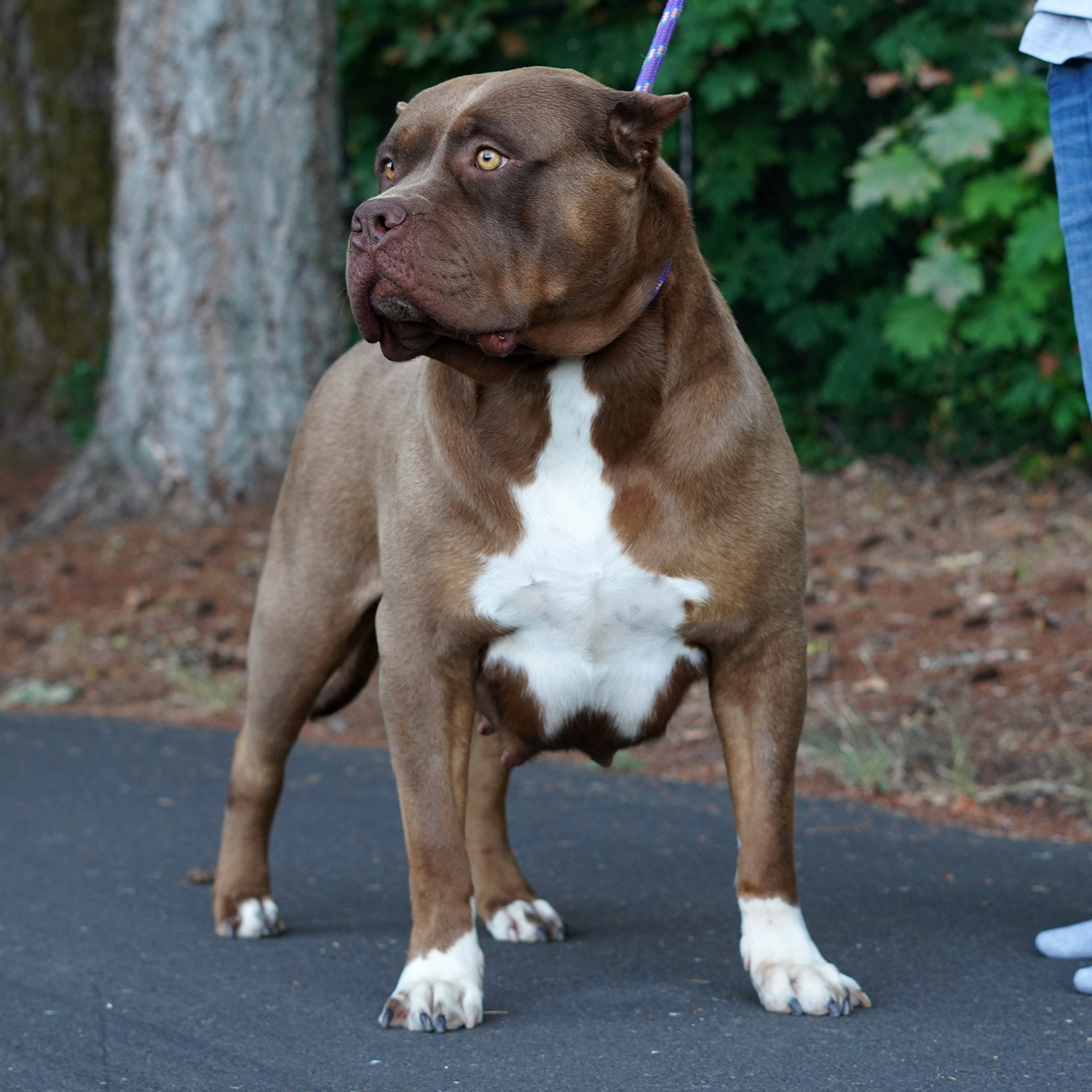 Additional Dog Image