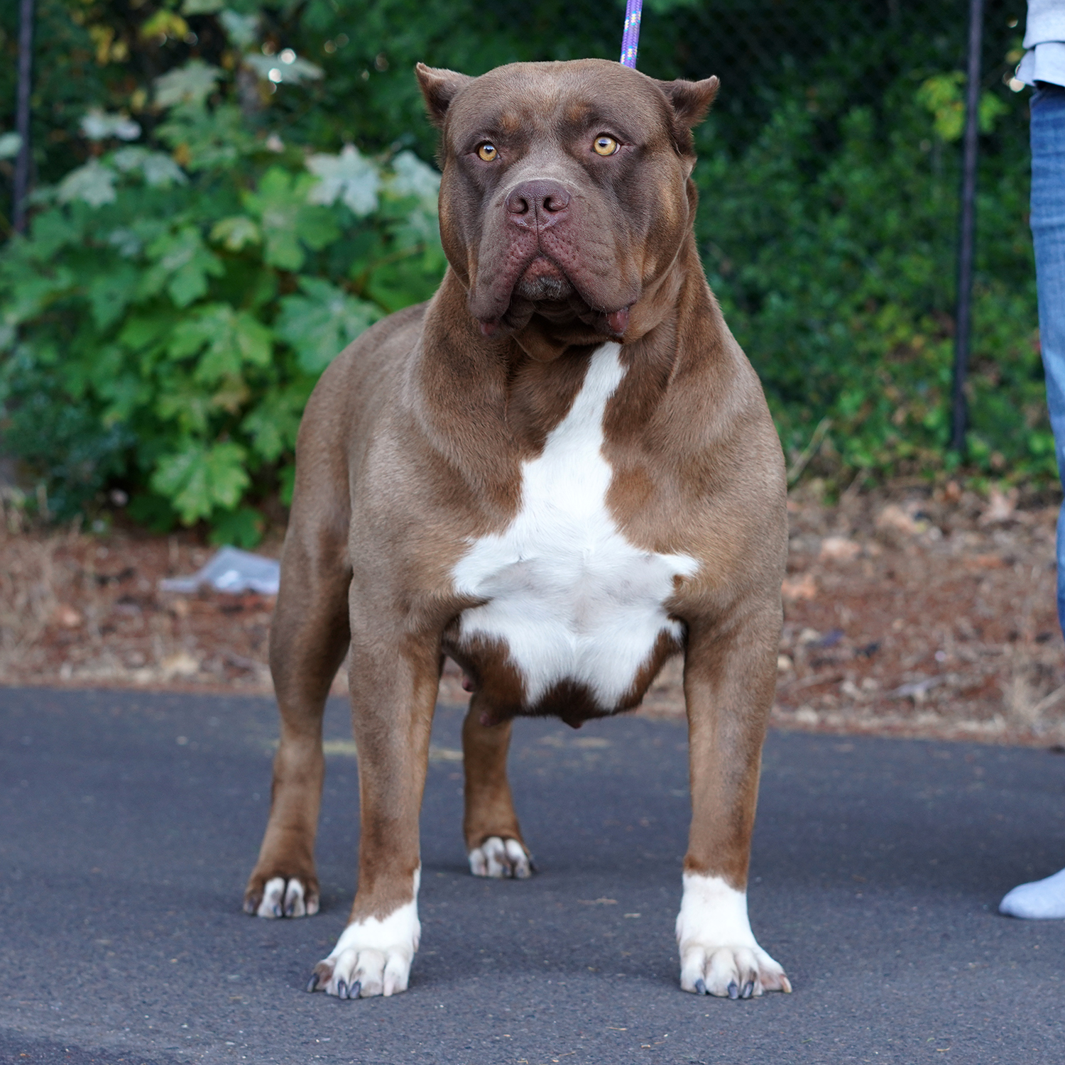 Additional Dog Image