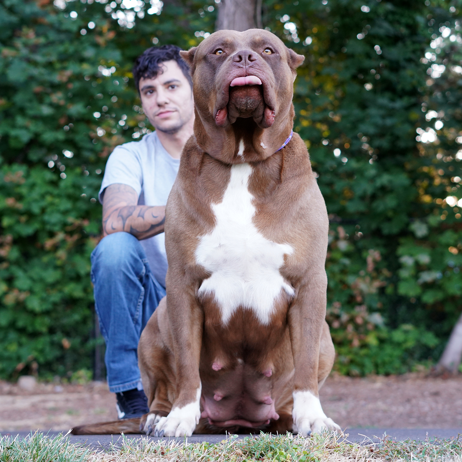 Additional Dog Image