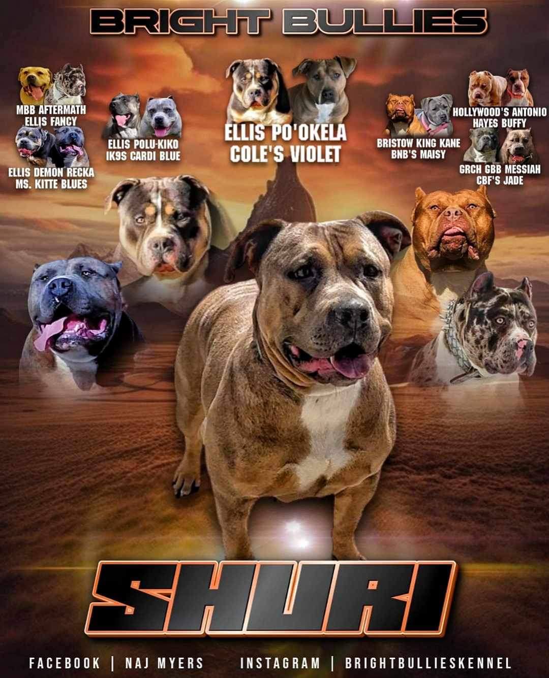 Dog Featured Image