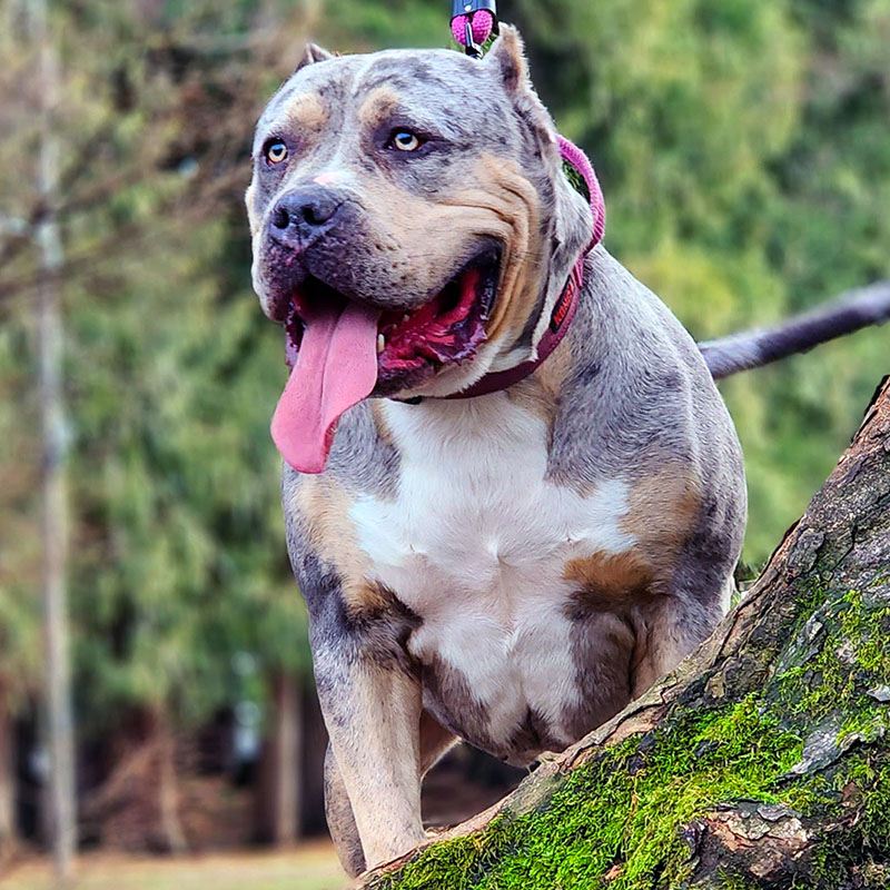 Additional Dog Image
