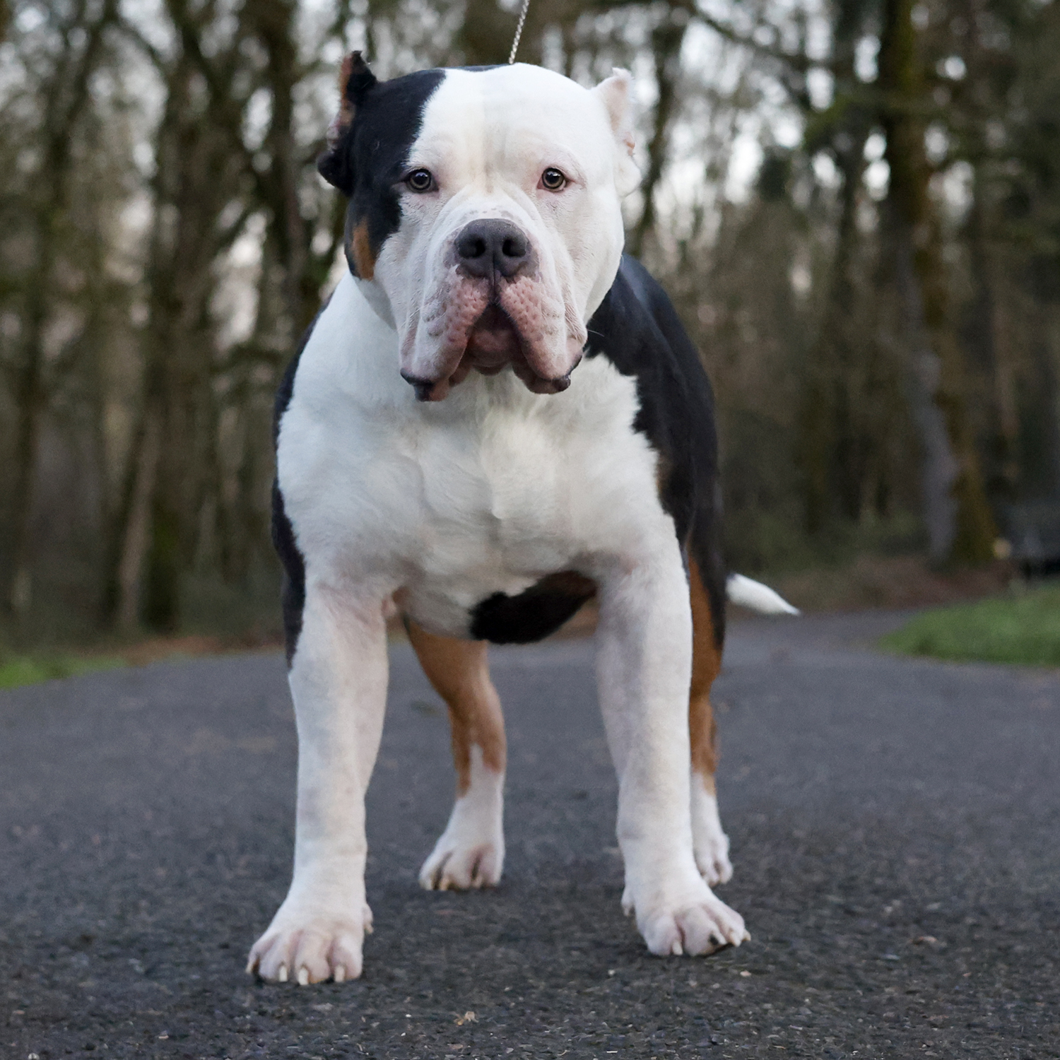 Dog Featured Image